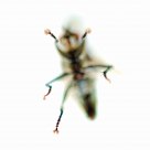 Five-legged Fly